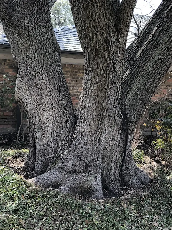 Mature heritage tree close to a Partlow property cared for by certified arborists